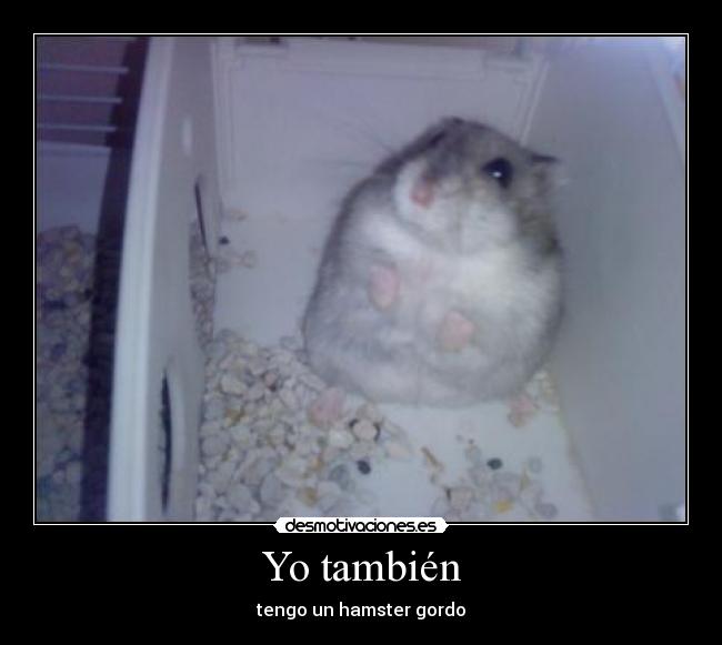 Yo también - tengo un hamster gordo