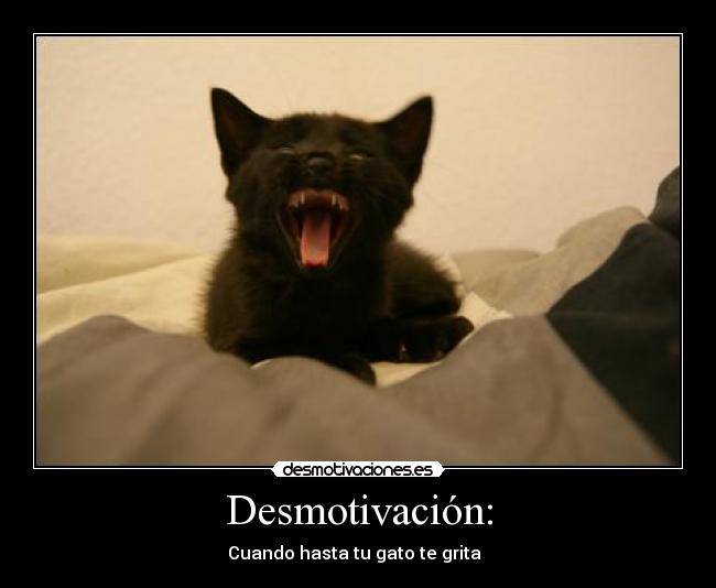 Desmotivación: - Cuando hasta tu gato te grita