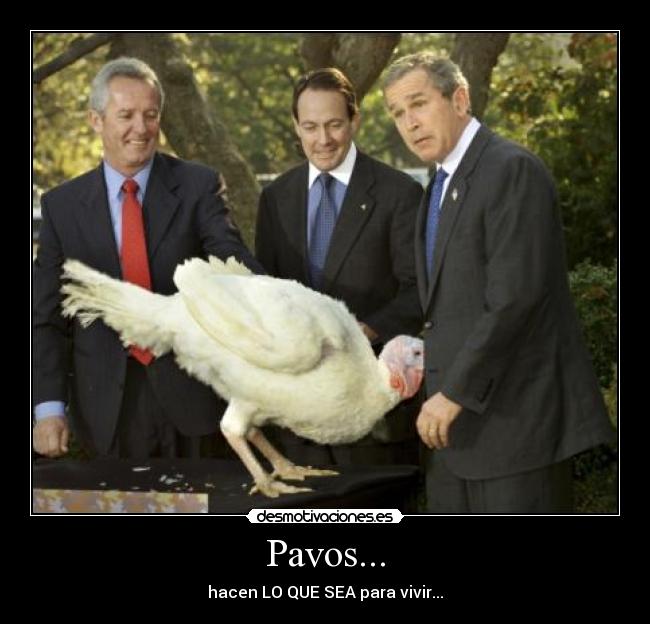 Pavos... - hacen LO QUE SEA para vivir...