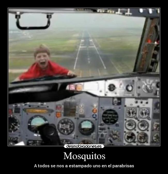 Mosquitos - A todos se nos a estampado uno en el parabrisas