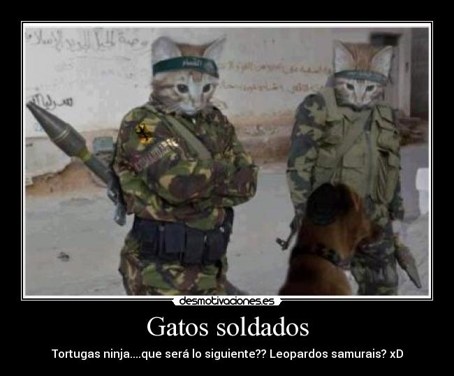 Gatos soldados - 