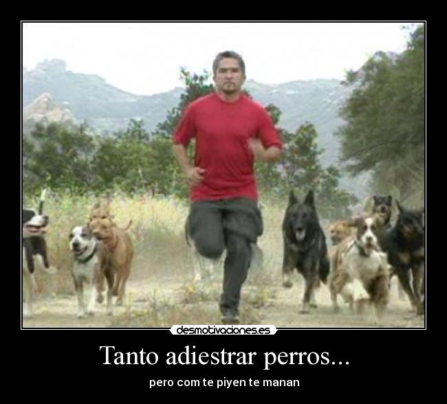 Tanto adiestrar perros... - 