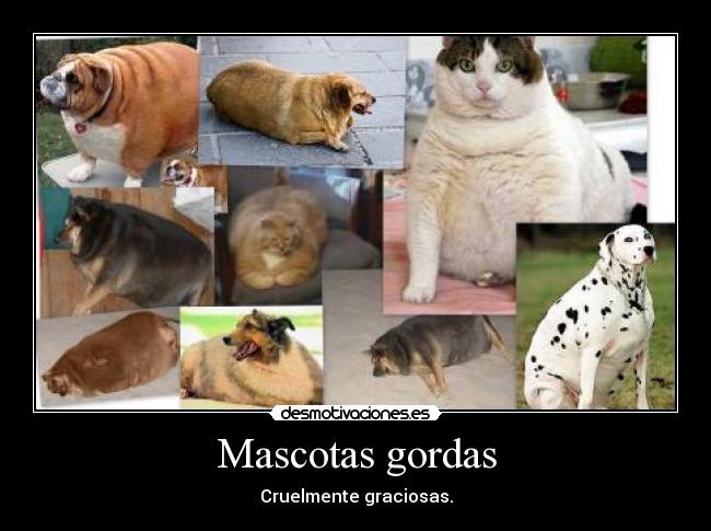 Mascotas gordas - 
