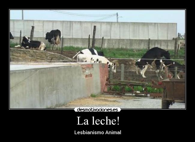 carteles leche lesbianismo animal alcalde desmotivaciones