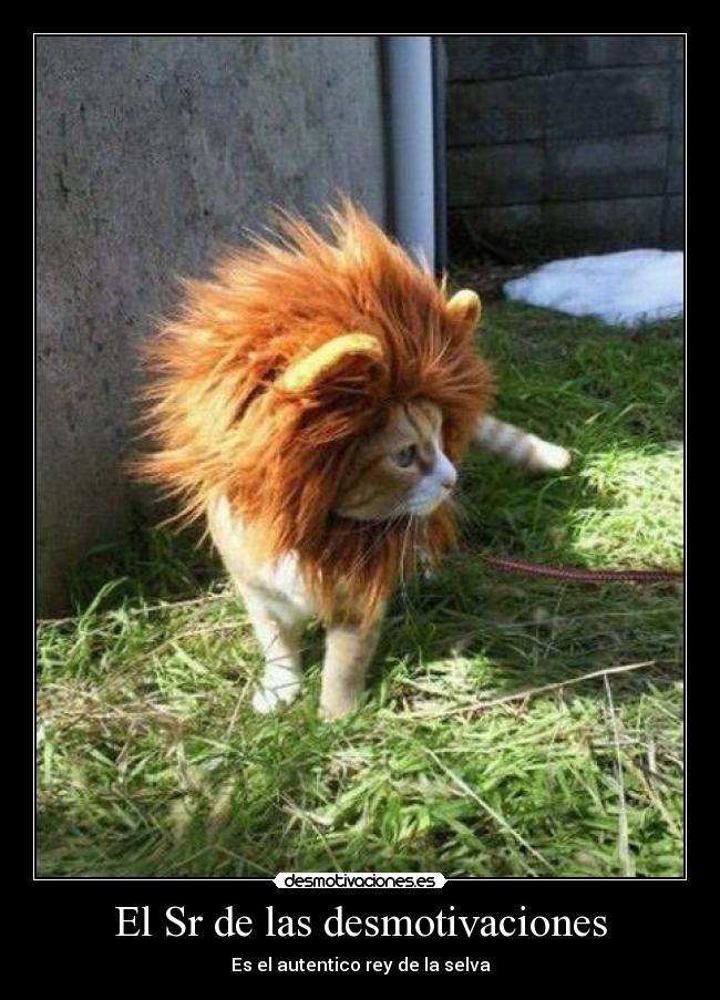 carteles desmotivaciones desmotivaciones rey selva desmotivaciones