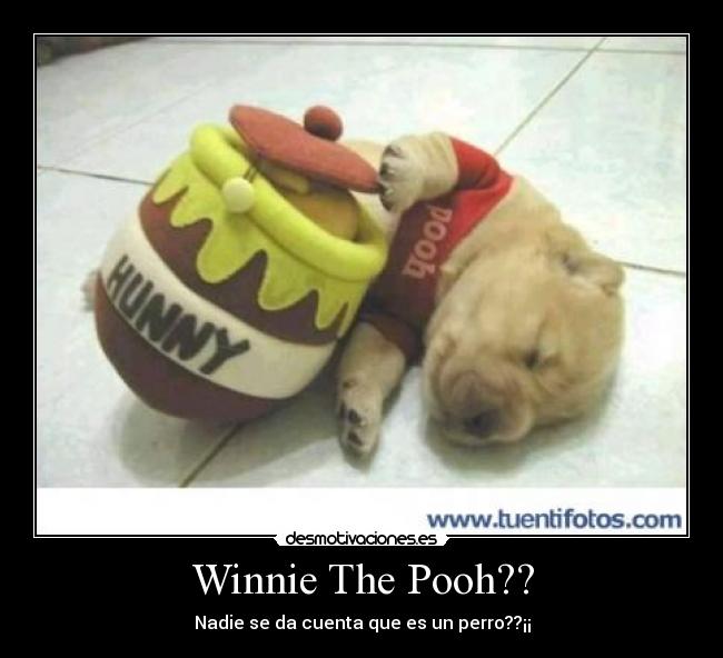 Winnie The Pooh?? - Nadie se da cuenta que es un perro??¡¡