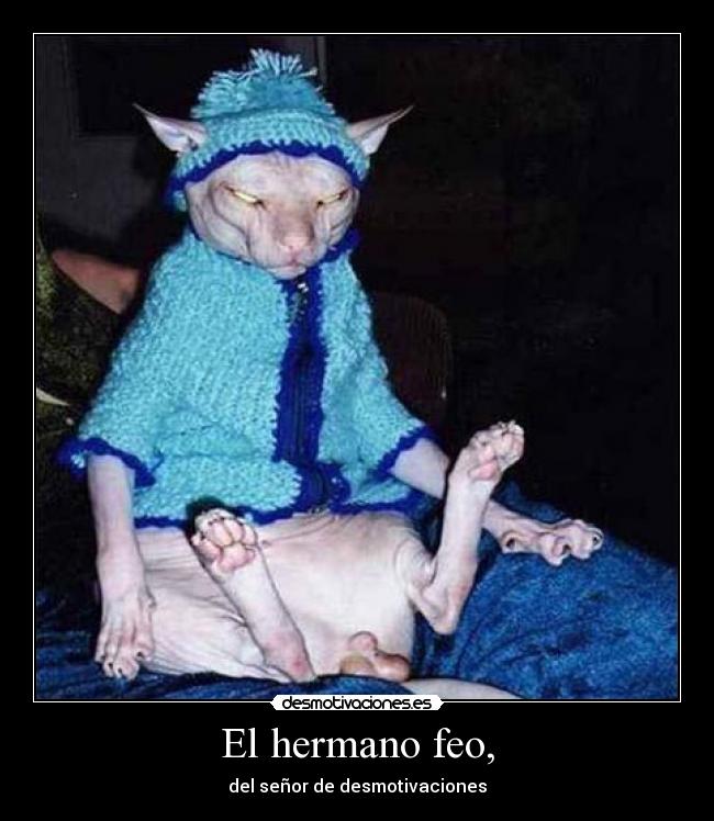 carteles gato feo desmotivaciones