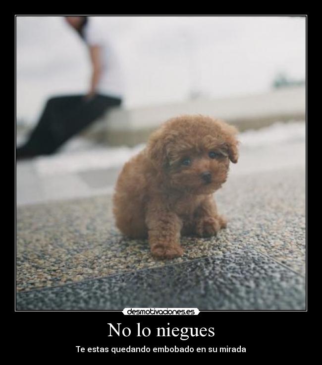 No lo niegues - Te estas quedando embobado en su mirada