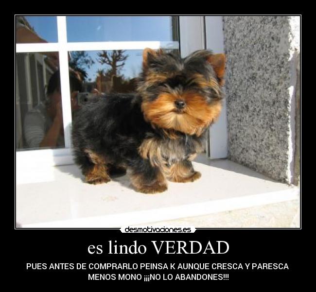 es lindo VERDAD - 