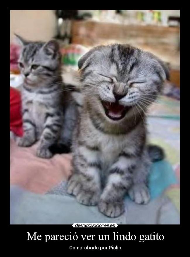 Me pareció ver un lindo gatito -