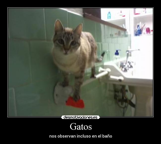 Gatos - nos observan incluso en el baño