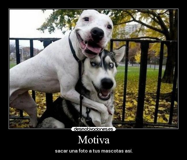 Motiva - sacar una foto a tus mascotas así.