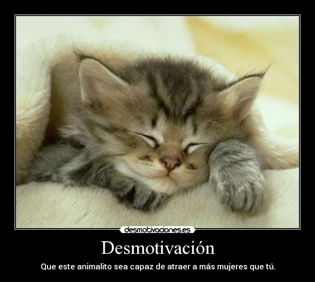 carteles desmotivacion gatito desmotivaciones