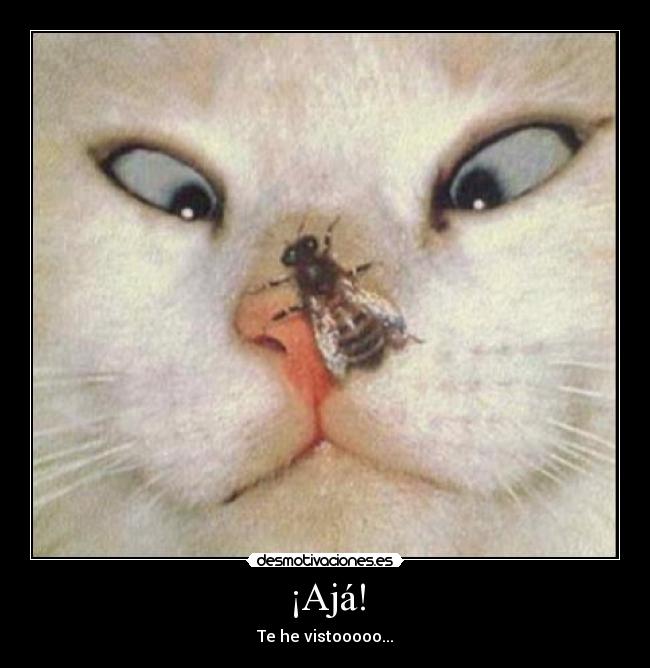 ¡Ajá! - Te he vistooooo...