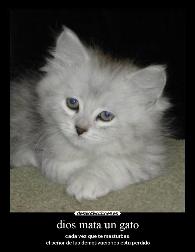 dios mata un gato - 