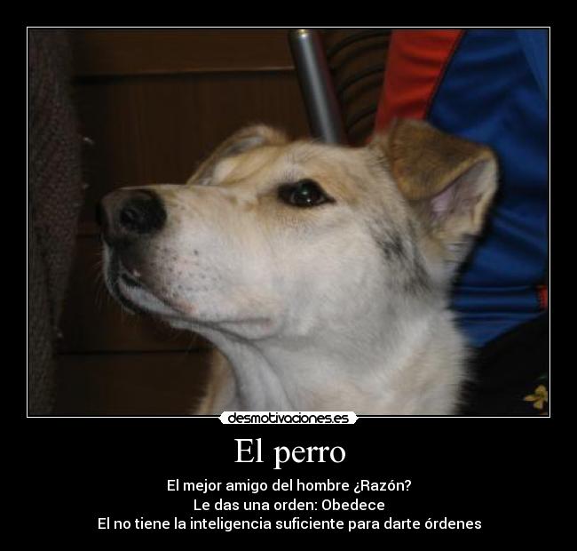 El perro - El mejor amigo del hombre ¿Razón?
Le das una orden: Obedece
El no tiene la inteligencia suficiente para darte órdenes