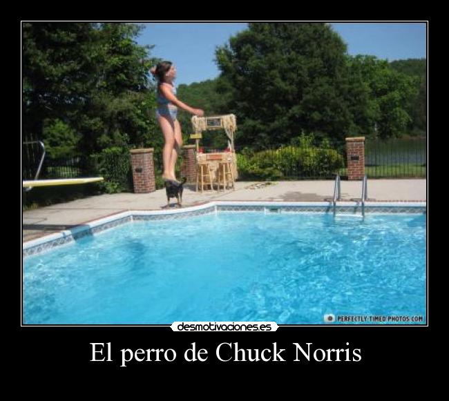 El perro de Chuck Norris -  