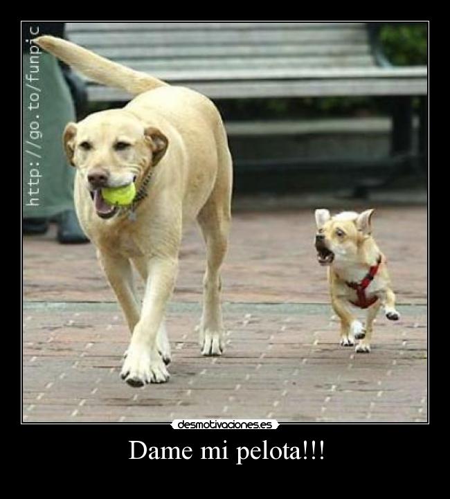 Dame mi pelota!!! - 