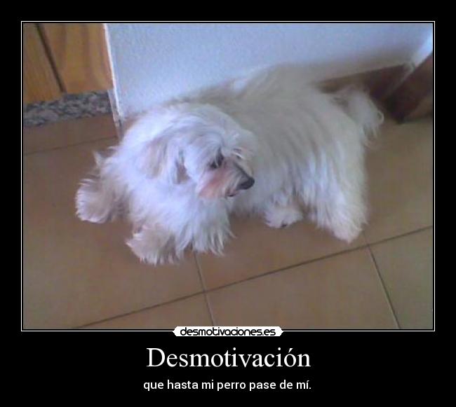 Desmotivación - que hasta mi perro pase de mí. 
