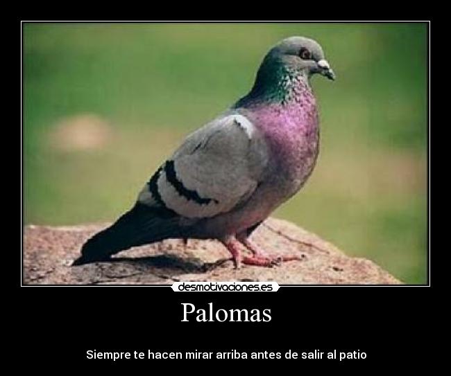 Palomas -
Siempre te hacen mirar arriba antes de salir al patio