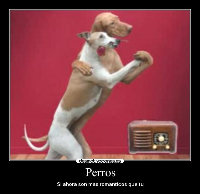 Perros - Si ahora son mas romanticos que tu