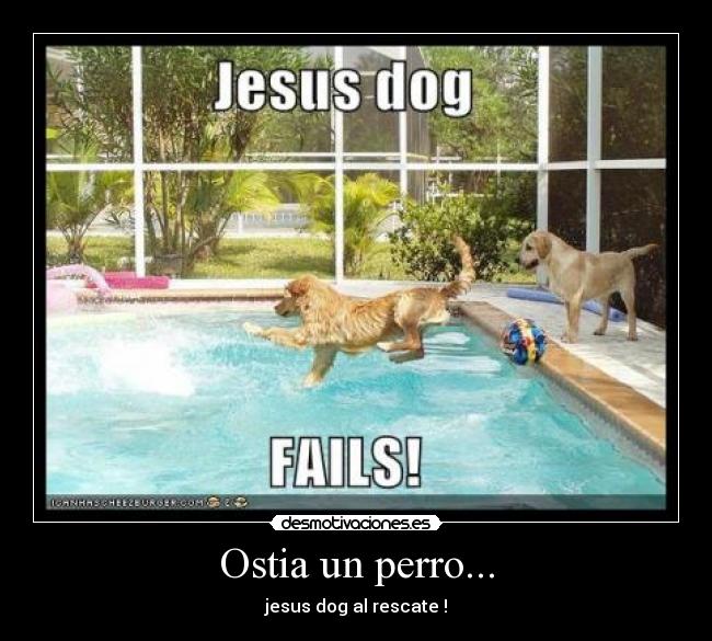 Ostia un perro... - jesus dog al rescate !