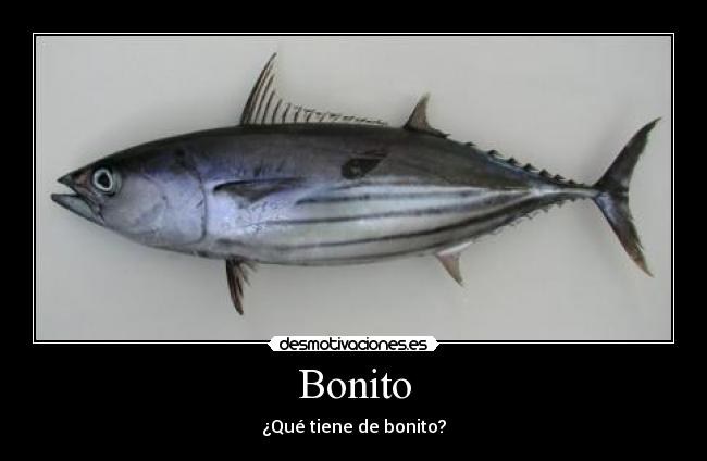 Bonito - 