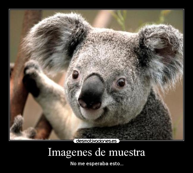 Imagenes de muestra - 