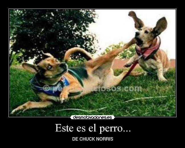 Este es el perro... -