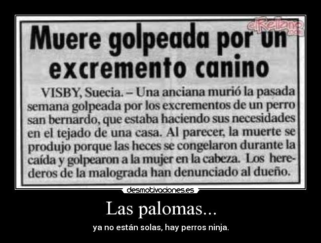 Las palomas... - ya no están solas, hay perros ninja.