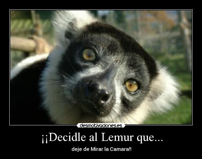 ¡¡Decidle al Lemur que... - 