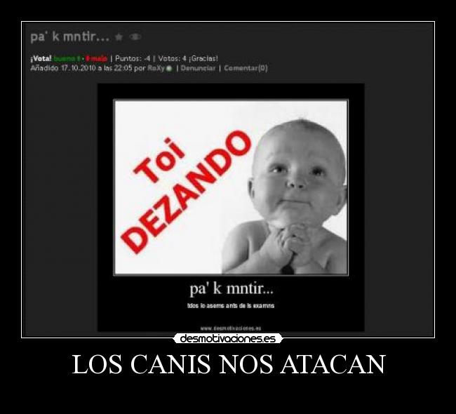 LOS CANIS NOS ATACAN -