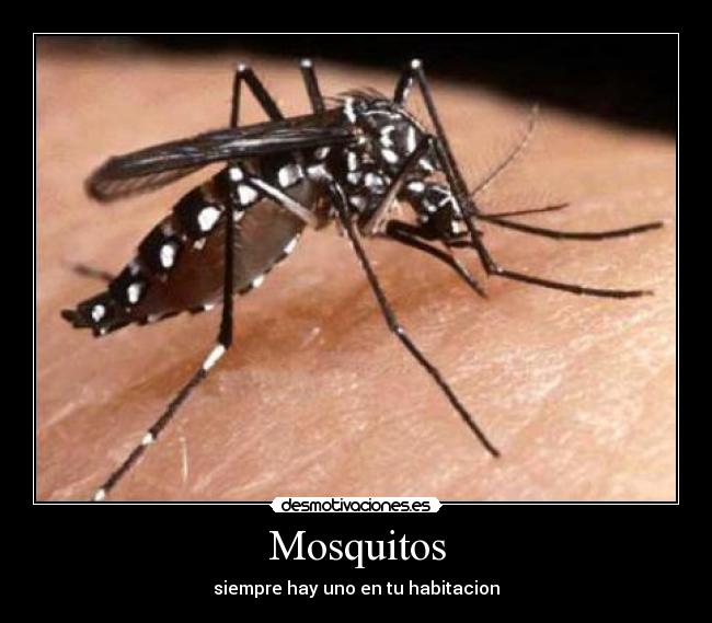 Mosquitos - siempre hay uno en tu habitacion