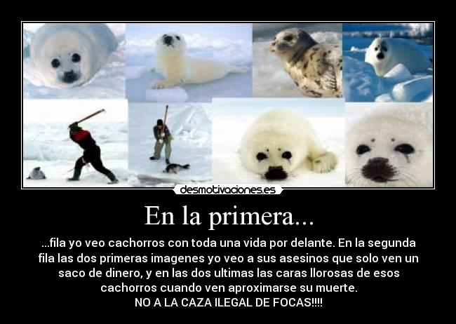 En la primera... - ...fila yo veo cachorros con toda una vida por delante. En la segunda
fila las dos primeras imagenes yo veo a sus asesinos que solo ven un
saco de dinero, y en las dos ultimas las caras llorosas de esos
cachorros cuando ven aproximarse su muerte.
NO A LA CAZA ILEGAL DE FOCAS!!!!