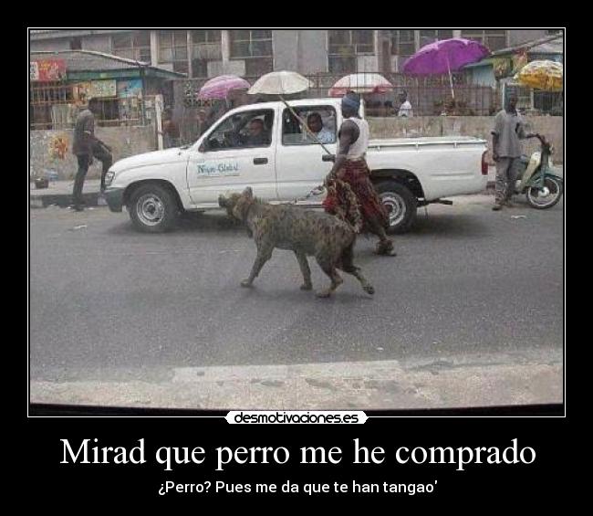 Mirad que perro me he comprado -