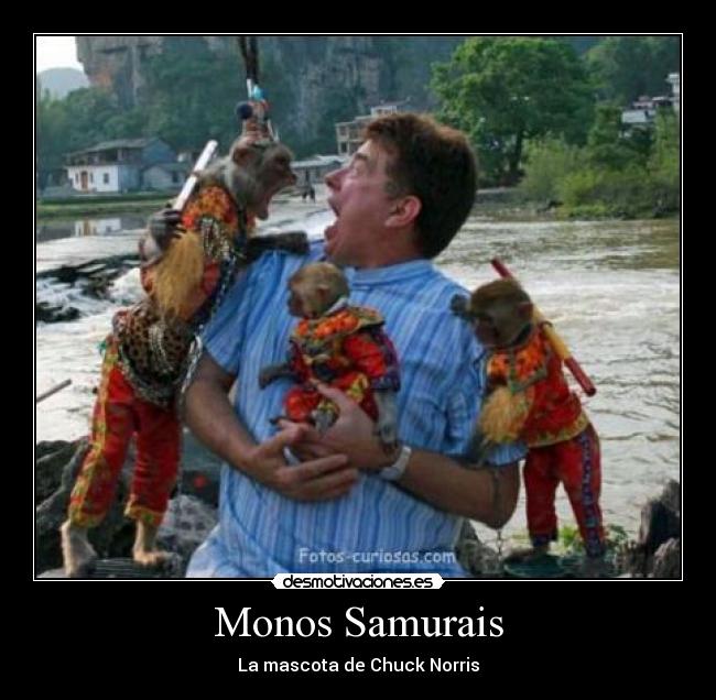 Monos Samurais -