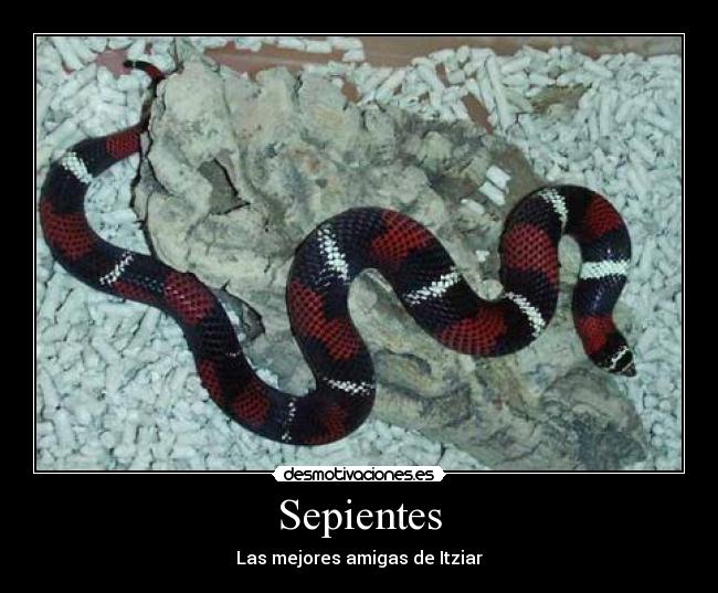 Sepientes -