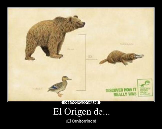 El Origen de... - 