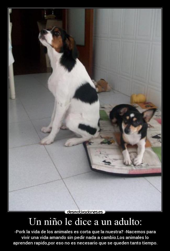 Un niño le dice a un adulto: -