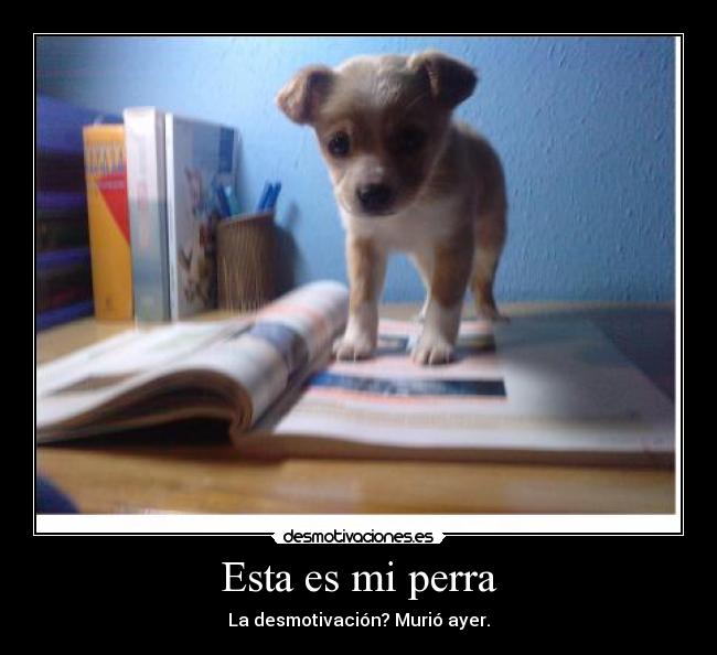 Esta es mi perra - La desmotivación? Murió ayer.