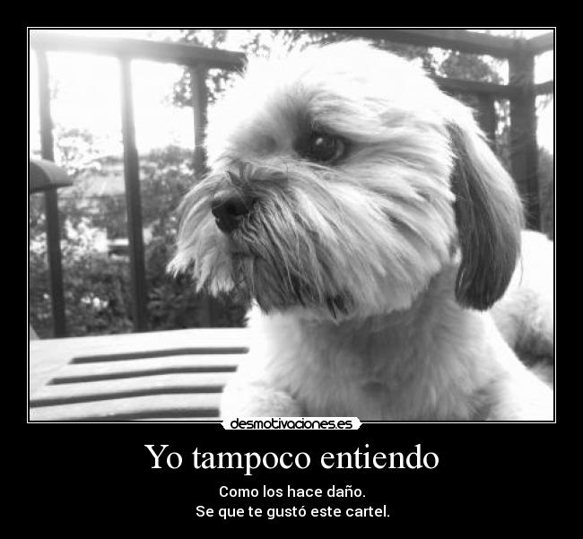 Yo tampoco entiendo - 