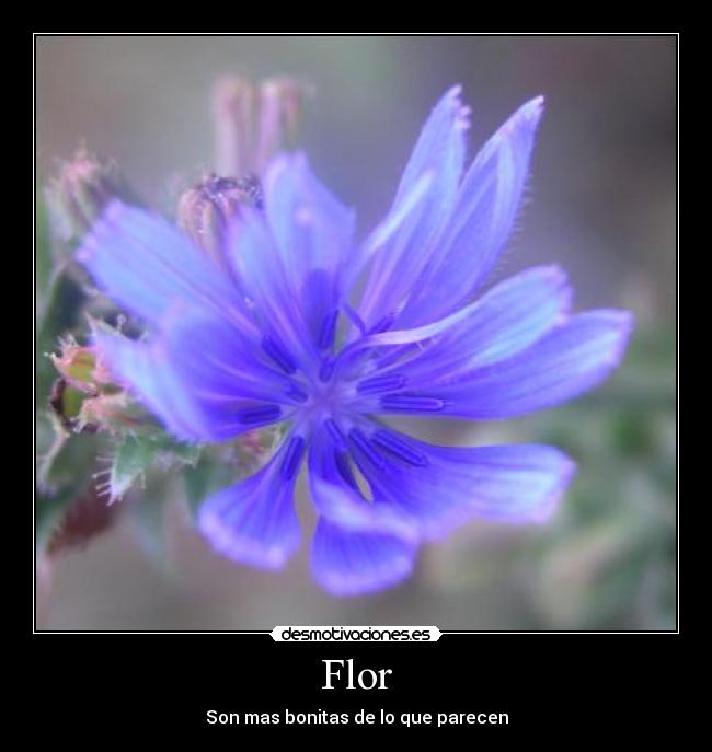 Flor - Son mas bonitas de lo que parecen