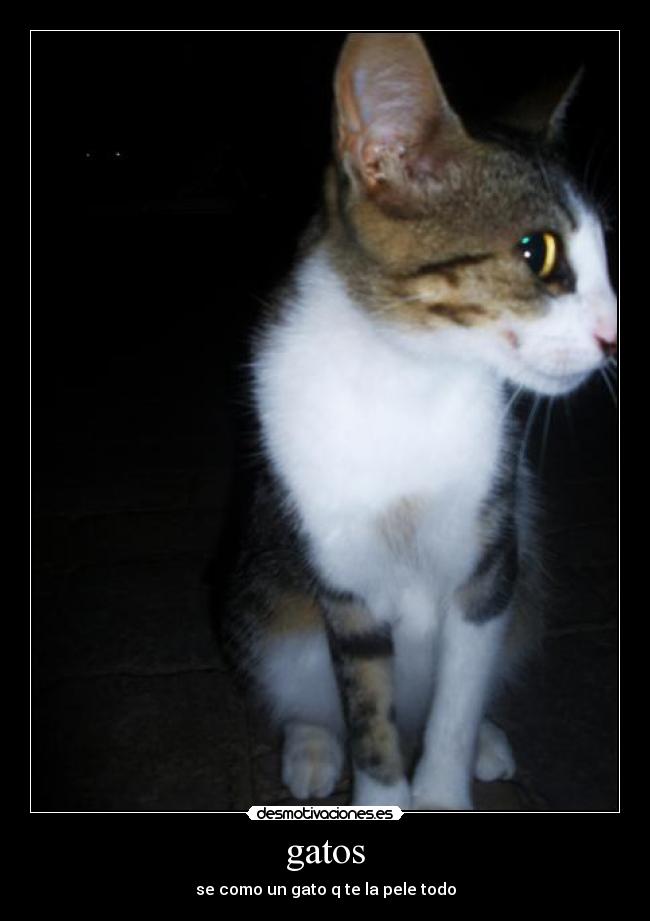 gatos -