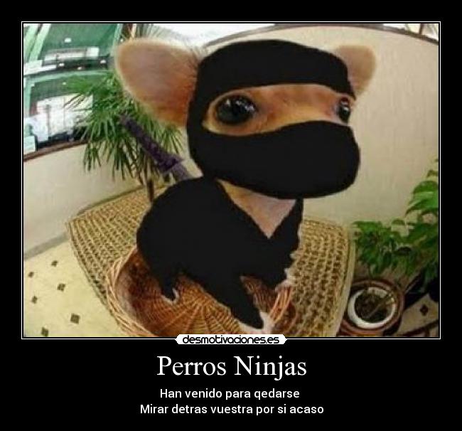 Perros Ninjas - Han venido para qedarse
Mirar detras vuestra por si acaso