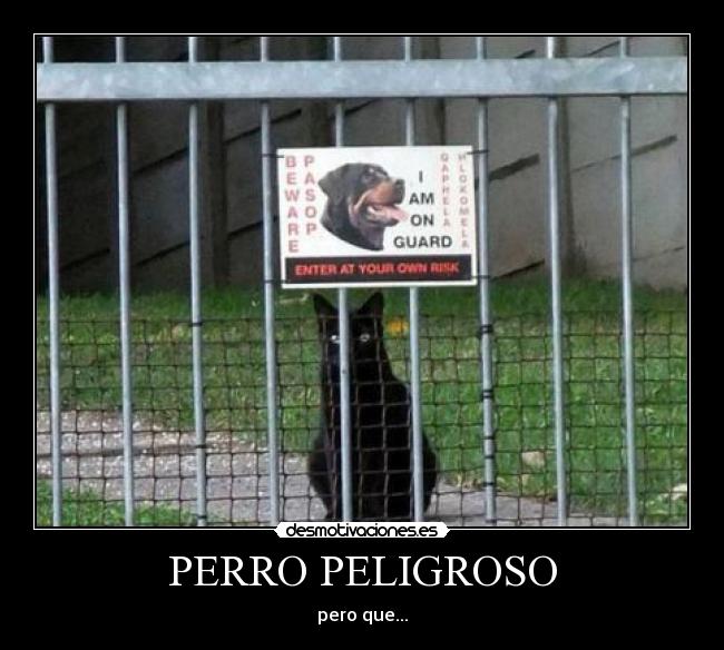 PERRO PELIGROSO - pero que...