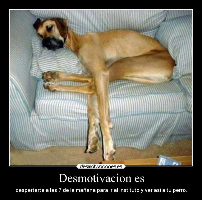 Desmotivacion es - despertarte a las 7 de la mañana para ir al instituto y ver asi a tu perro.
