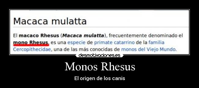 Monos Rhesus - El origen de los canis