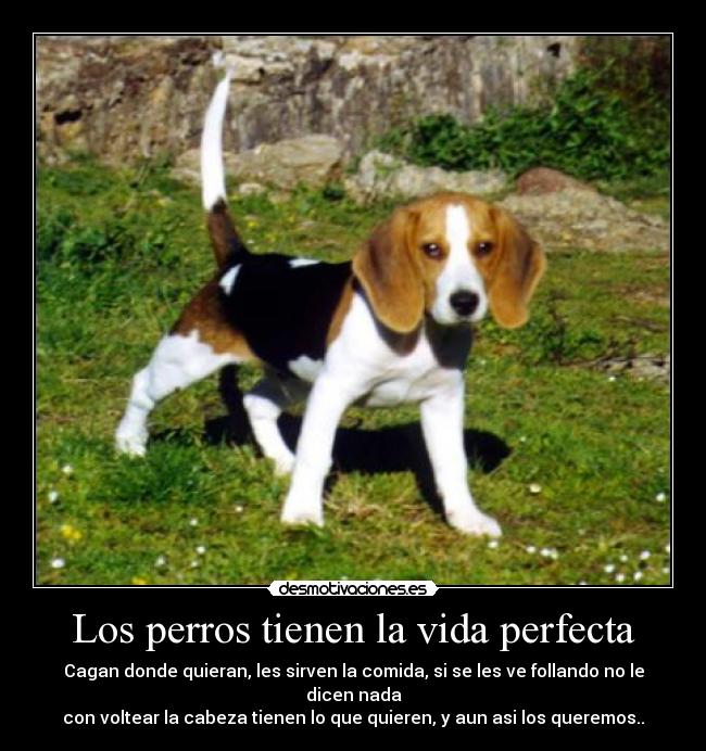 carteles vida perros vida perfecta desmotivaciones