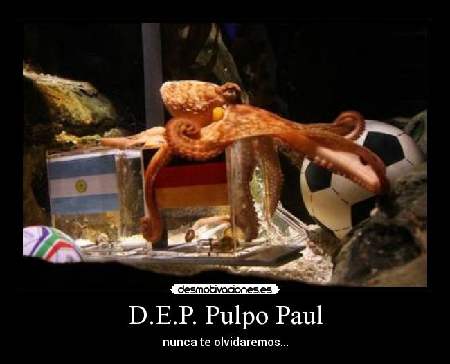 D.E.P. Pulpo Paul - nunca te olvidaremos...