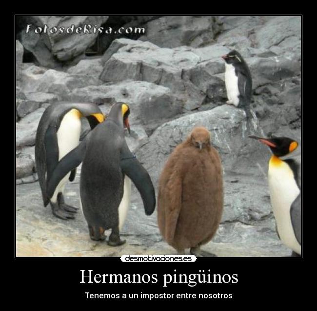 Hermanos pingüinos - 